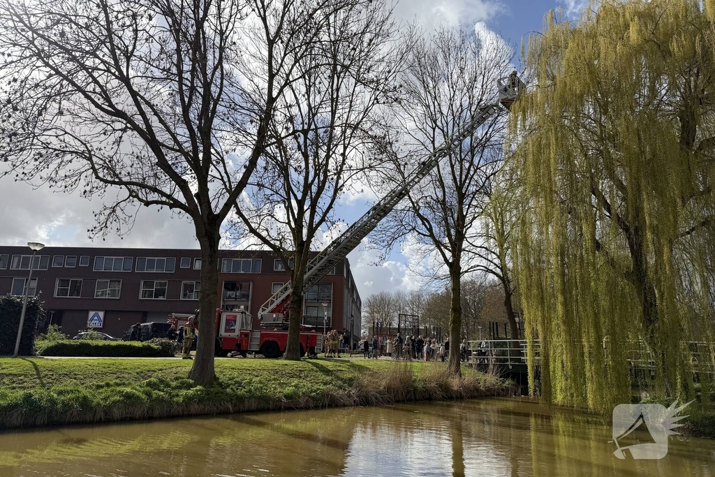 Brandweer redt kat uit boom