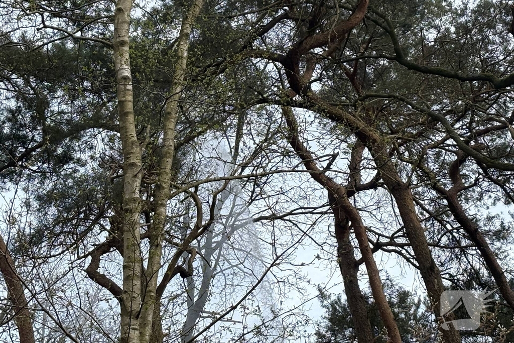 Brandweer redt kat uit boom