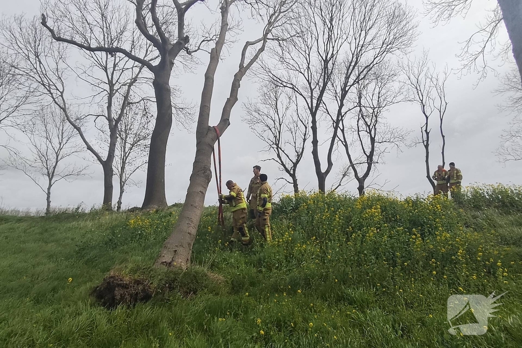 Gevaarlijke situatie door dreigende boomval