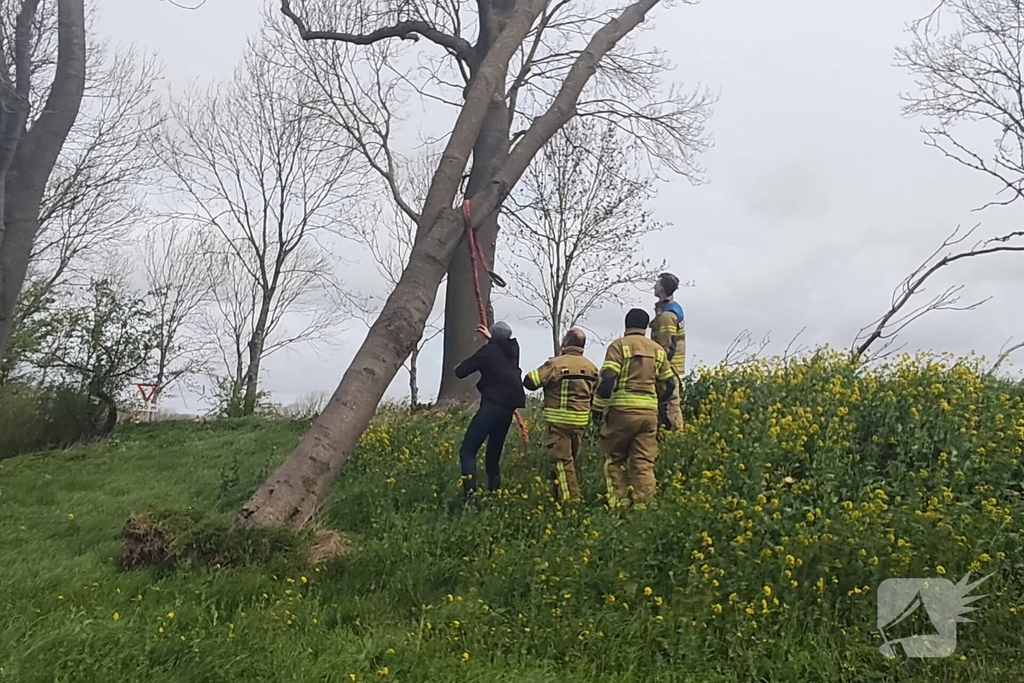 Gevaarlijke situatie door dreigende boomval