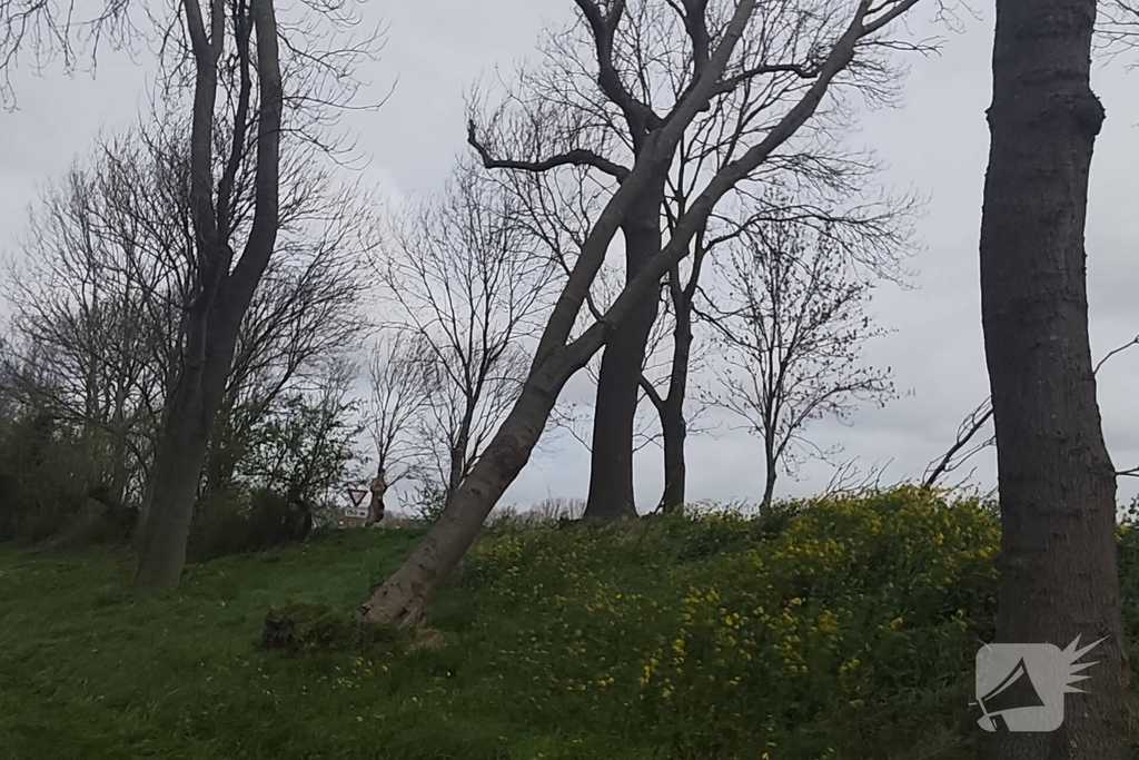 Gevaarlijke situatie door dreigende boomval