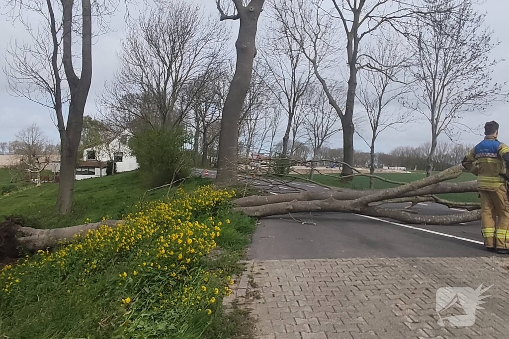 Gevaarlijke situatie door dreigende boomval