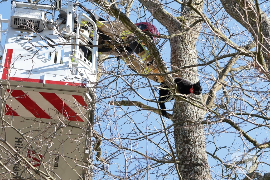 Brandweer redt kat uit boom