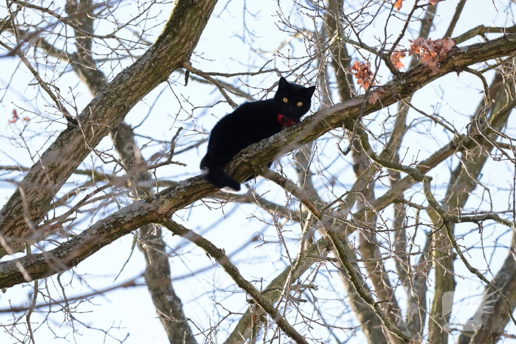 Brandweer redt kat uit boom