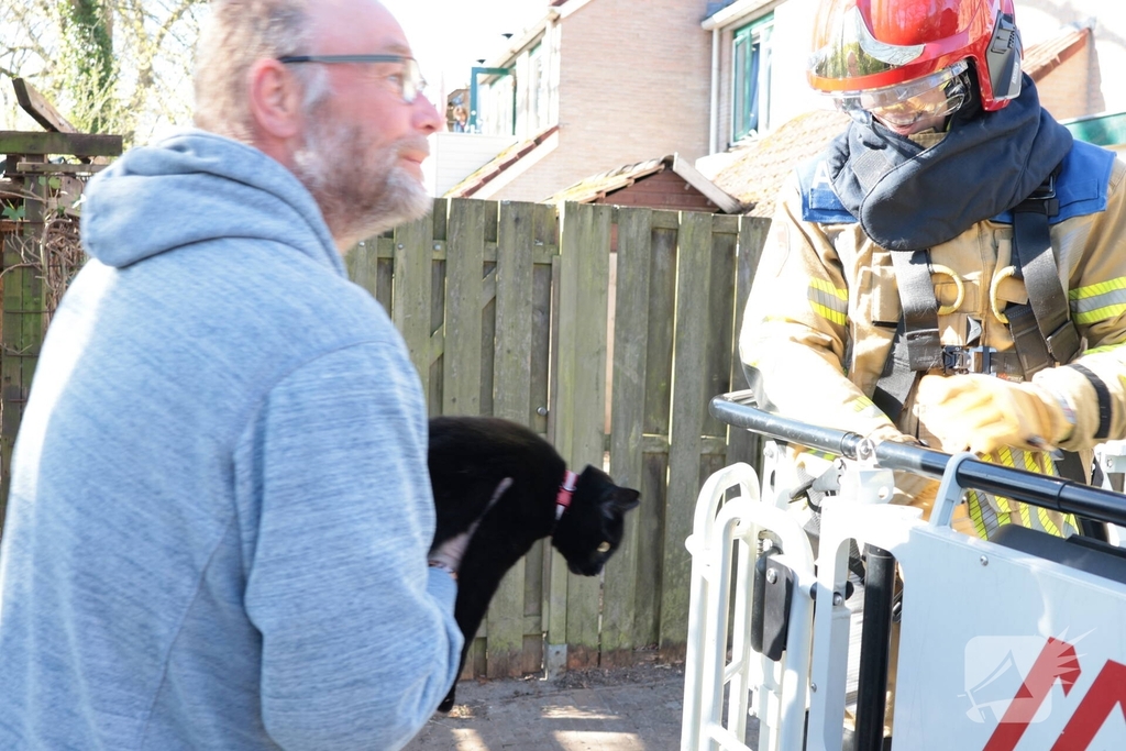 Brandweer redt kat uit boom