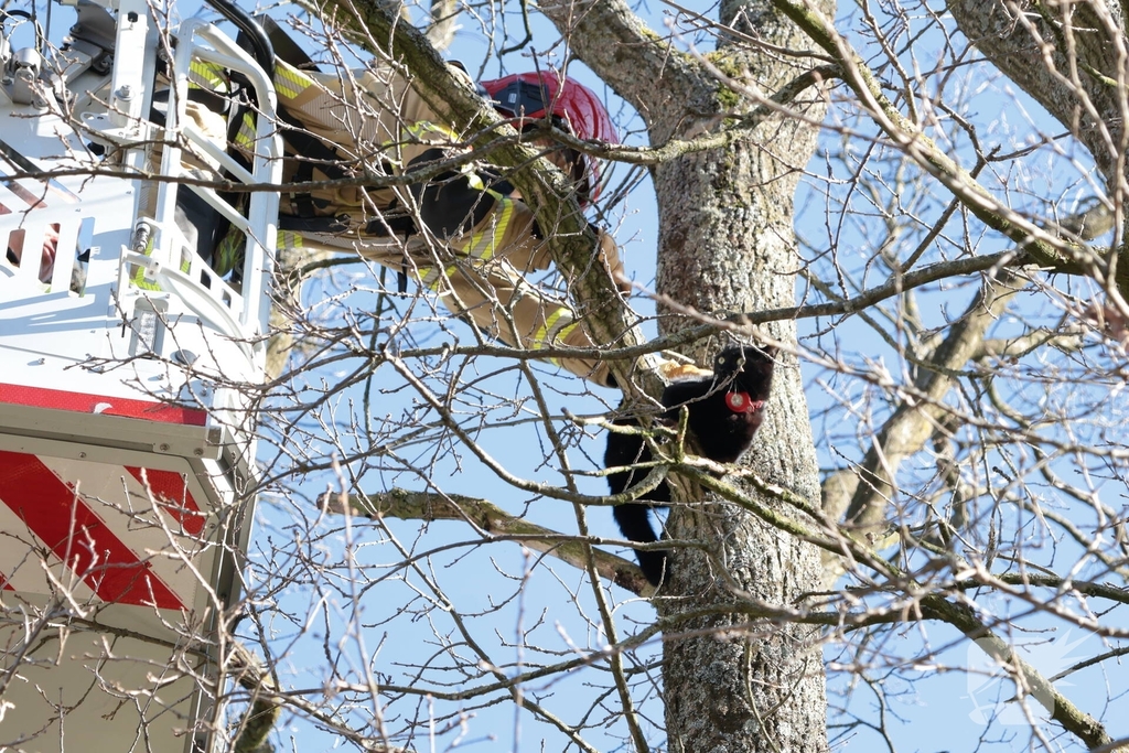 Brandweer redt kat uit boom