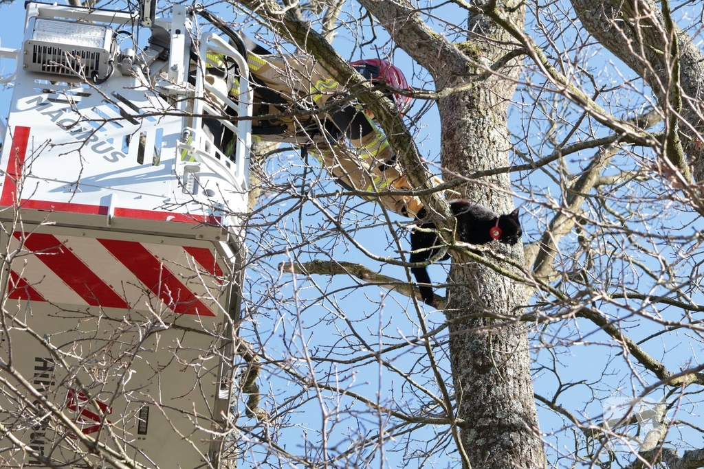 Brandweer redt kat uit boom