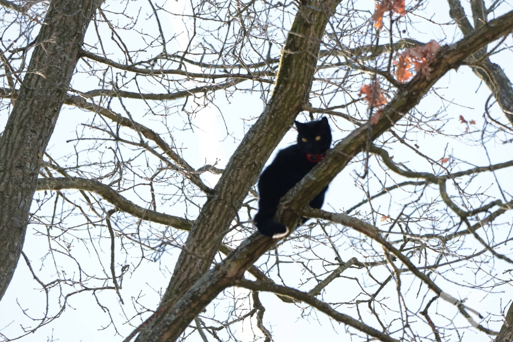 Brandweer redt kat uit boom
