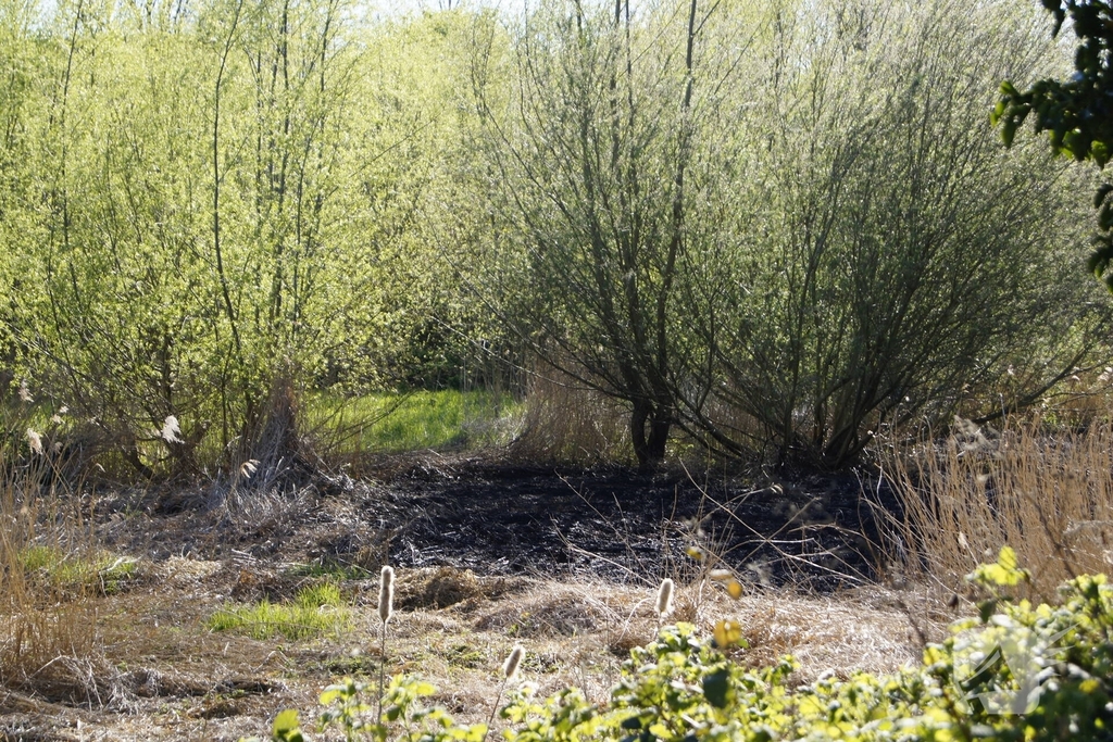 Natuurgebied in vlammen, tram- en busverkeer gestremd