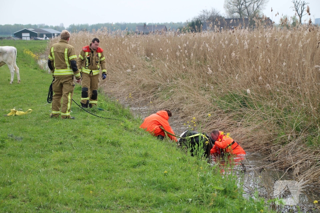 Brandweer redt koe uit sloot