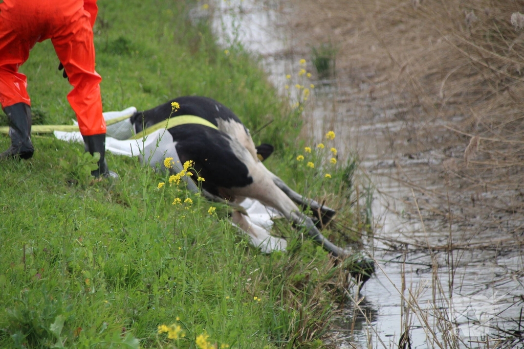 Brandweer redt koe uit sloot