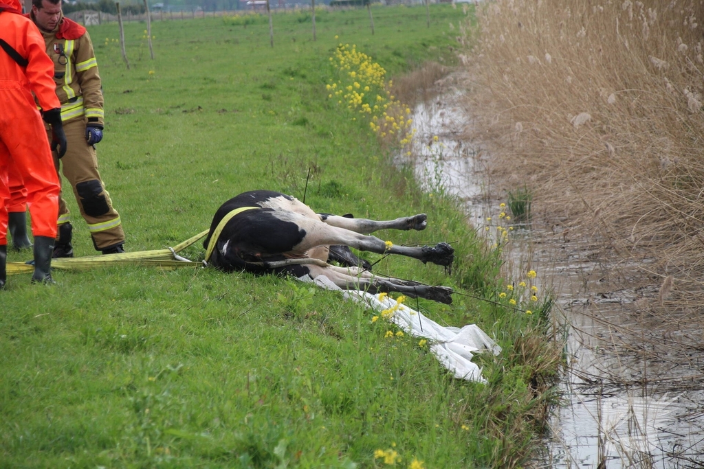 Brandweer redt koe uit sloot