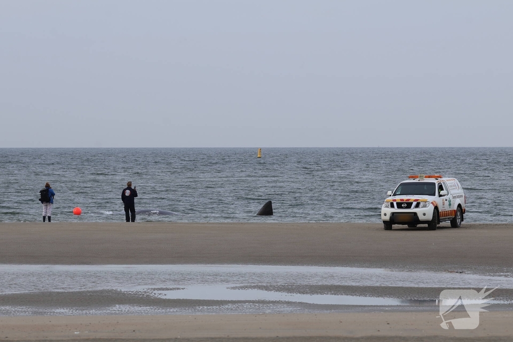 Dode potvis aangespoeld bij strand