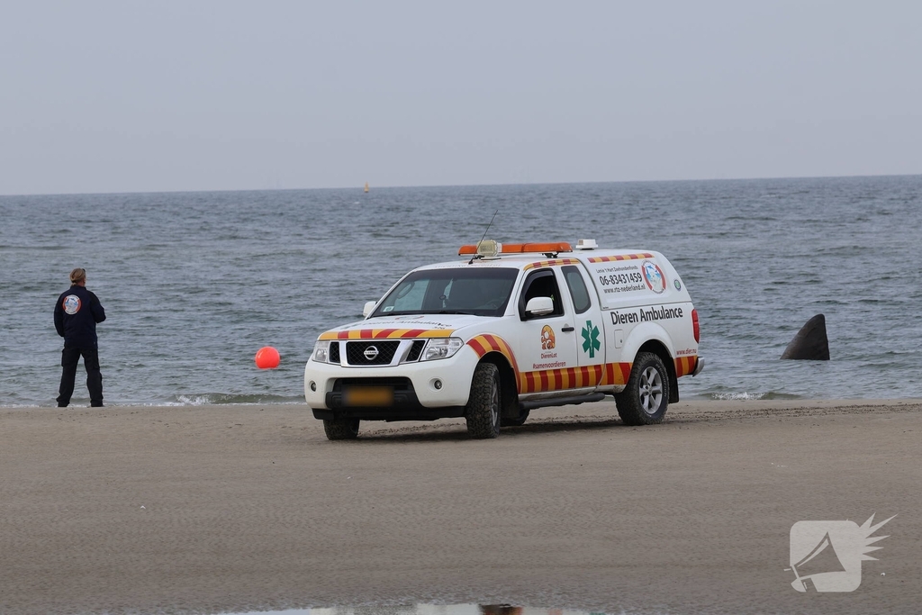 Dode potvis aangespoeld bij strand