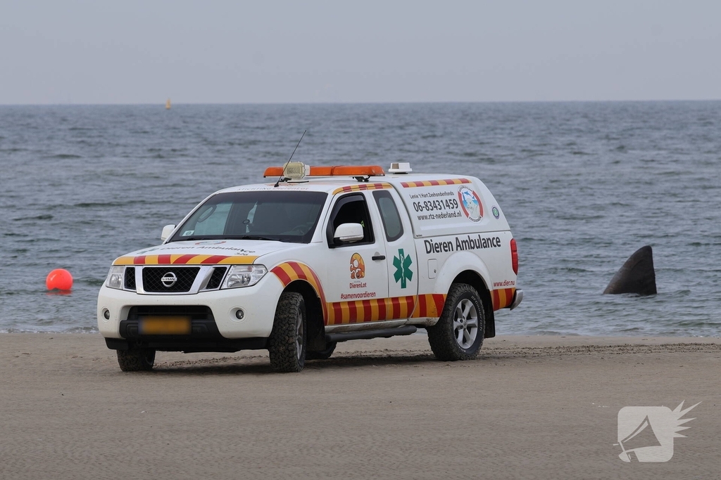 Dode potvis aangespoeld bij strand