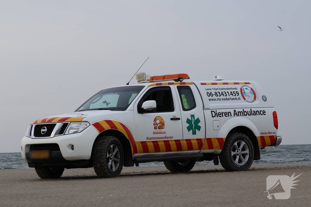 Dode potvis aangespoeld bij strand