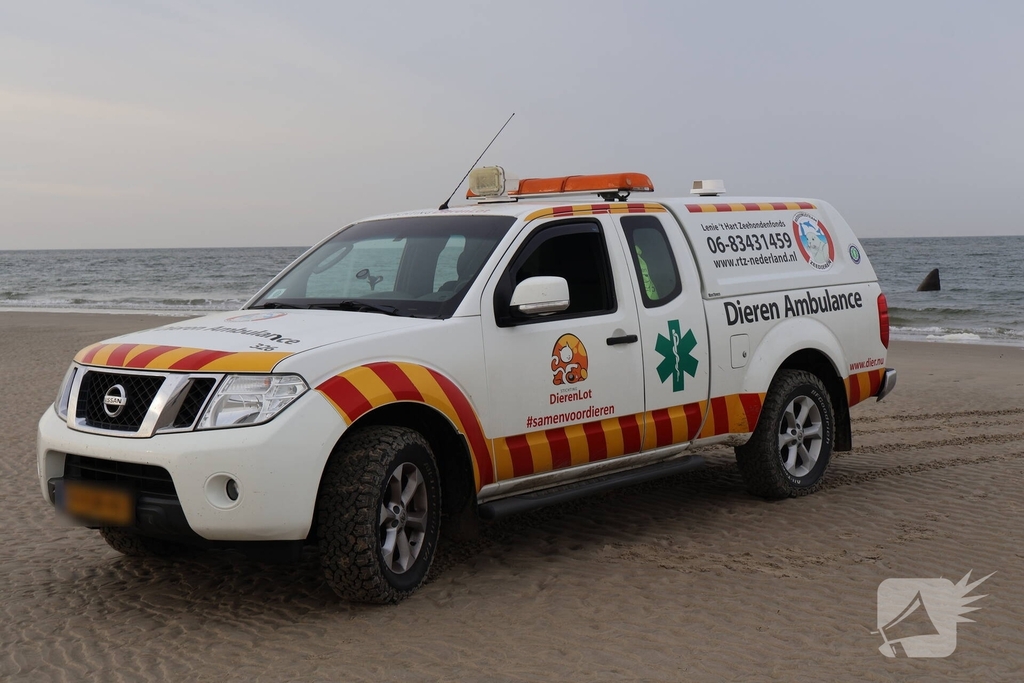Dode potvis aangespoeld bij strand
