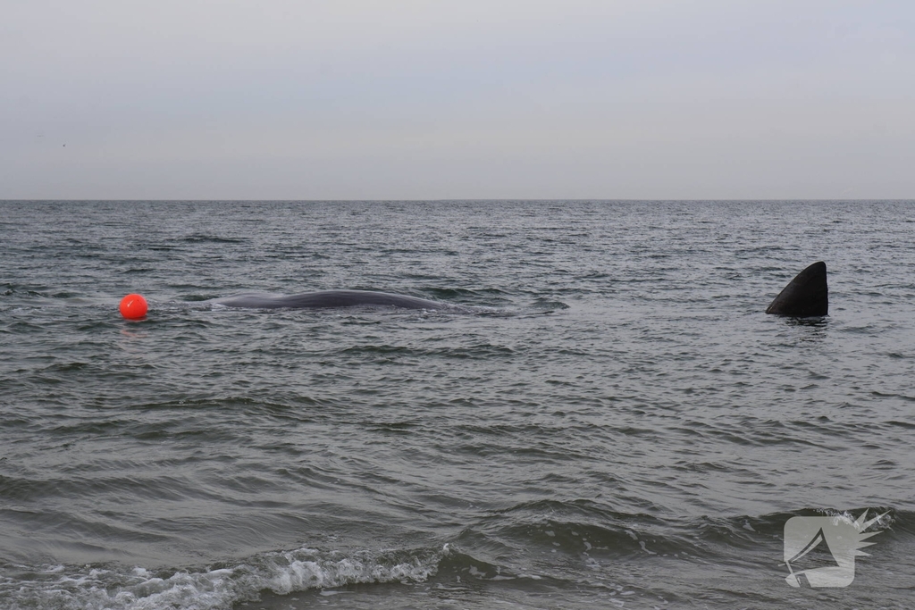 Dode potvis aangespoeld bij strand