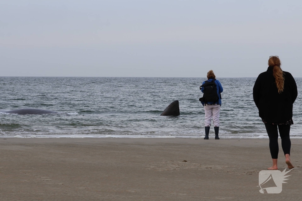 Dode potvis aangespoeld bij strand