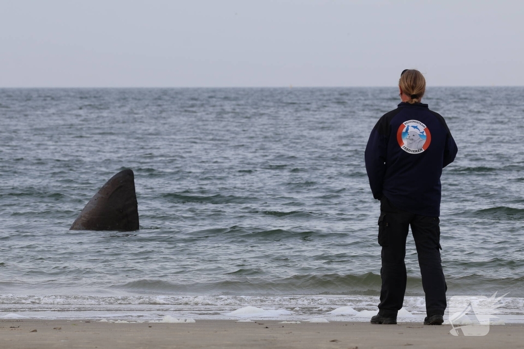 Dode potvis aangespoeld bij strand
