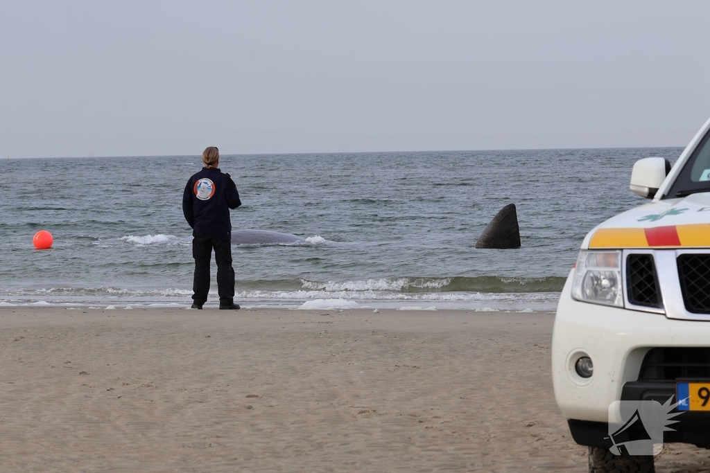 Dode potvis aangespoeld bij strand