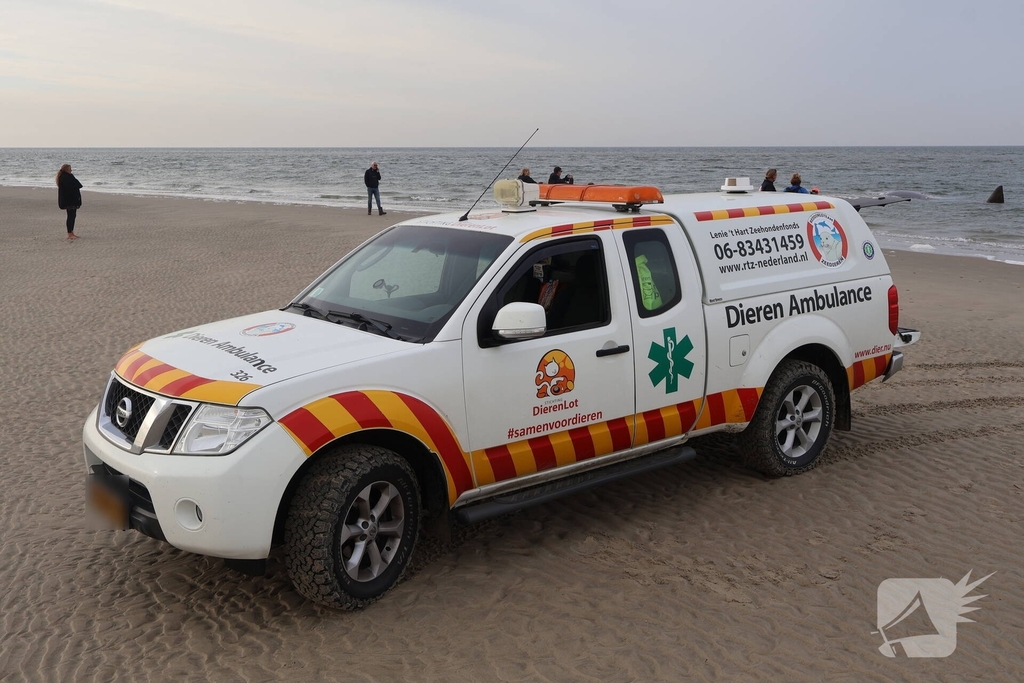 Dode potvis aangespoeld bij strand