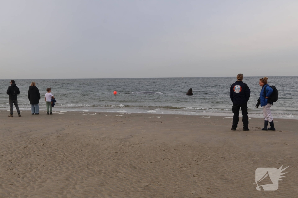 Dode potvis aangespoeld bij strand