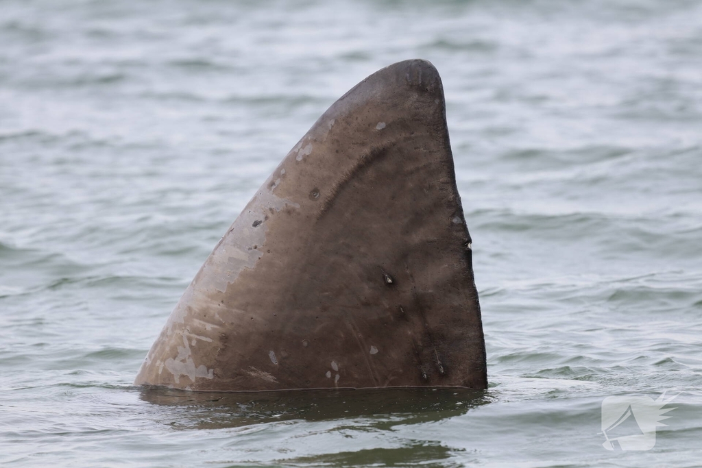 Dode potvis aangespoeld bij strand