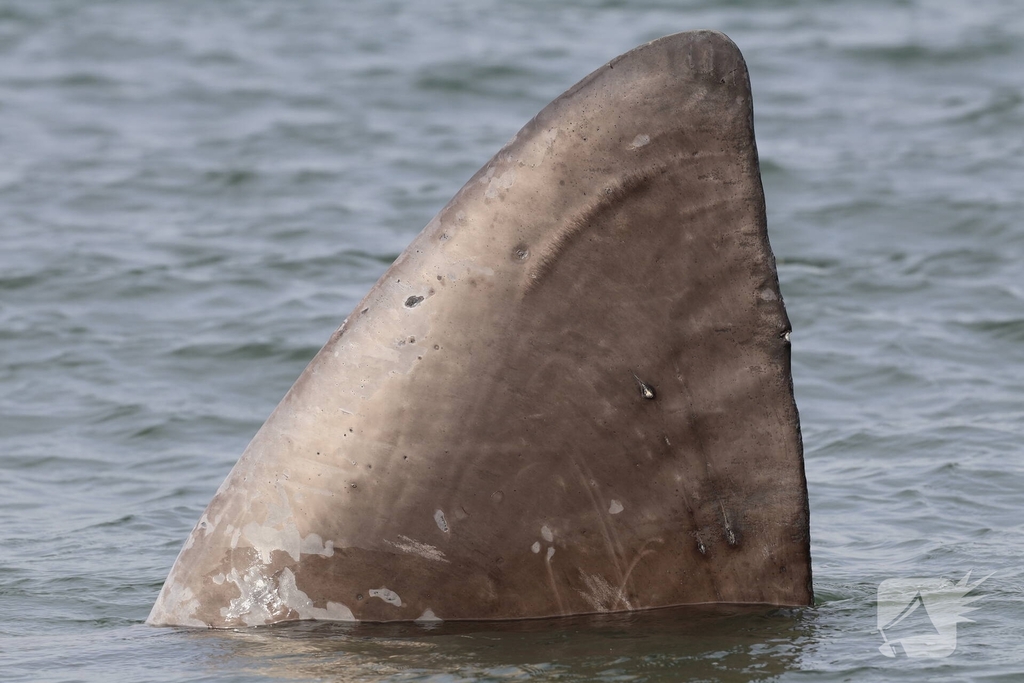 Dode potvis aangespoeld bij strand