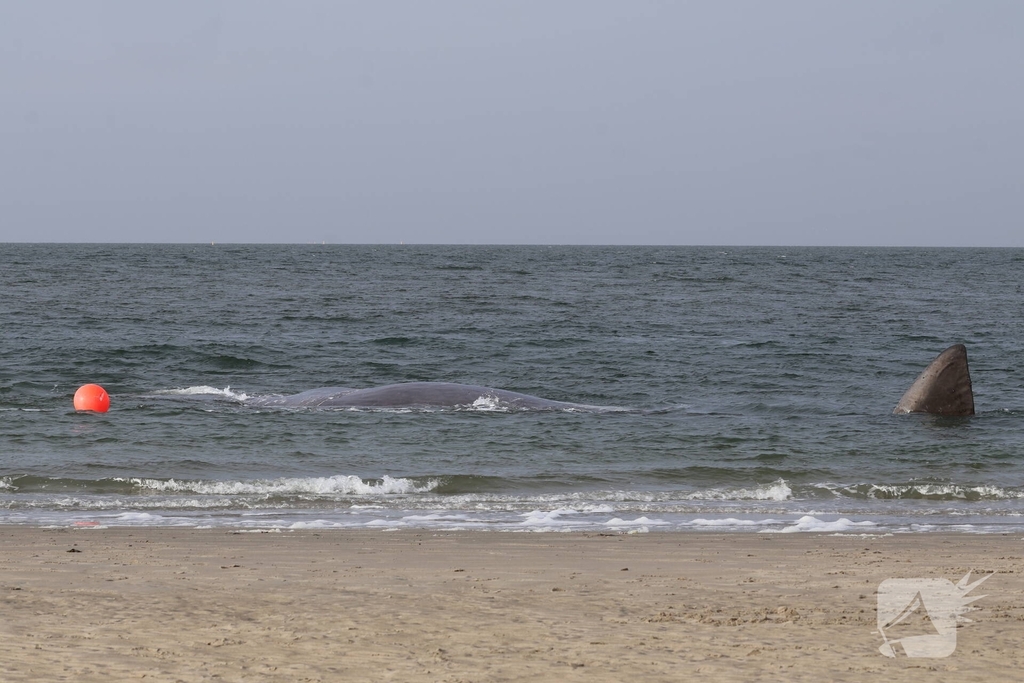 Dode potvis aangespoeld bij strand
