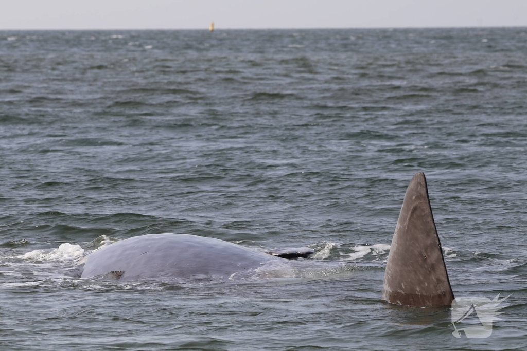 Dode potvis aangespoeld bij strand
