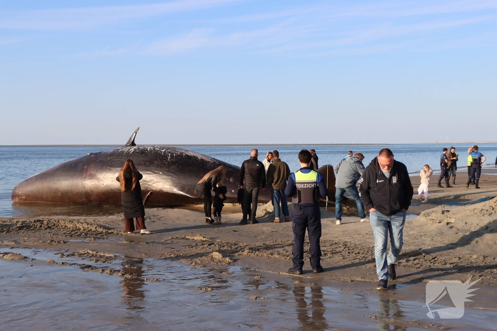 Dode potvis aangespoeld bij strand