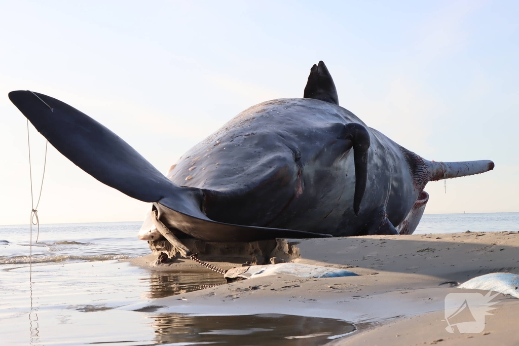 Dode potvis aangespoeld bij strand