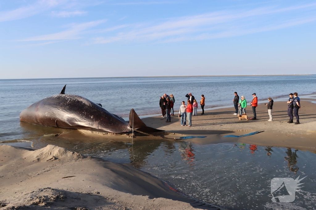 Dode potvis aangespoeld bij strand