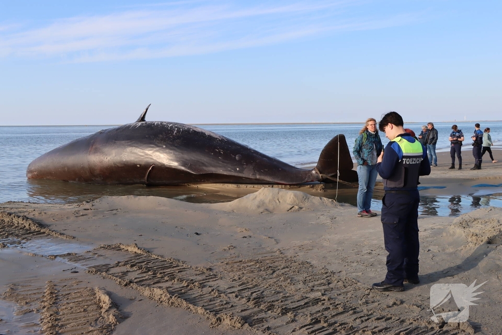 Dode potvis aangespoeld bij strand