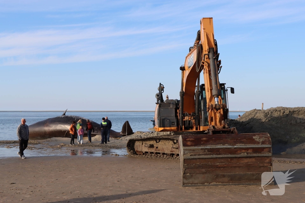 Dode potvis aangespoeld bij strand
