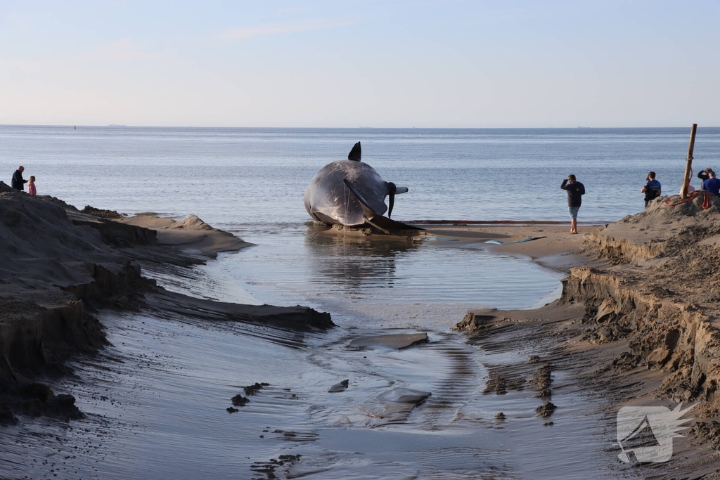 Dode potvis aangespoeld bij strand