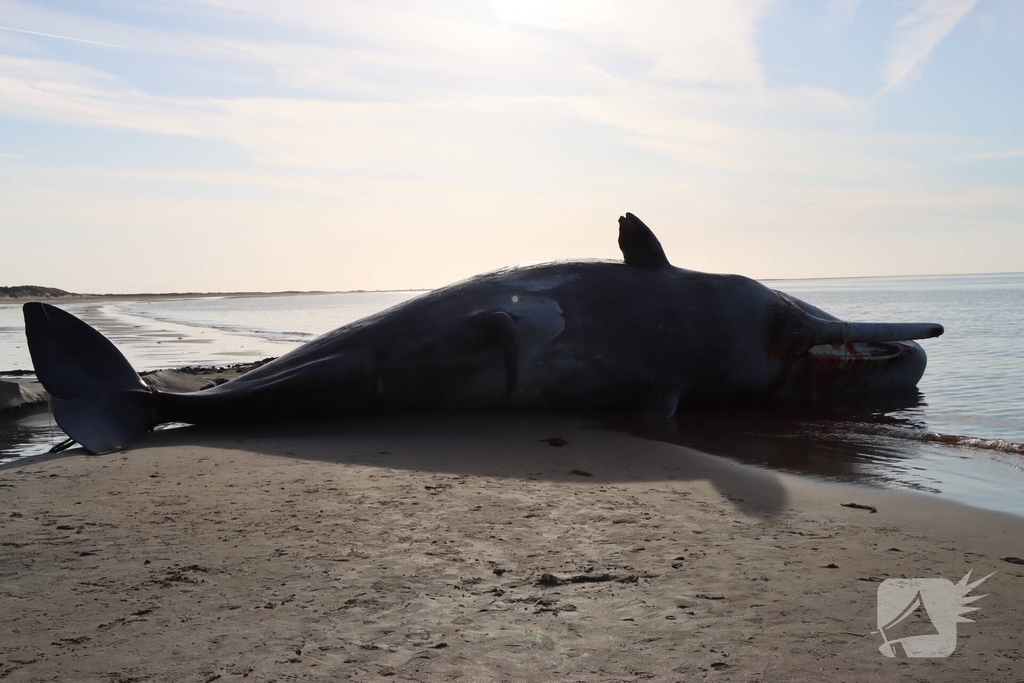 Dode potvis aangespoeld bij strand