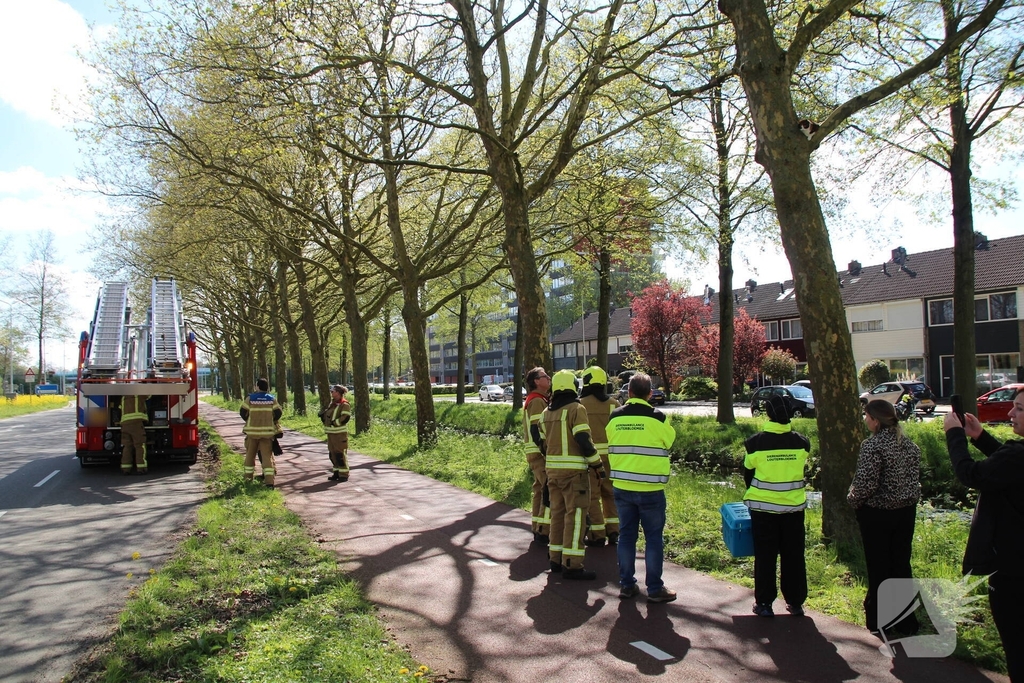 Dierenambulance en brandweer halen kat uit boom