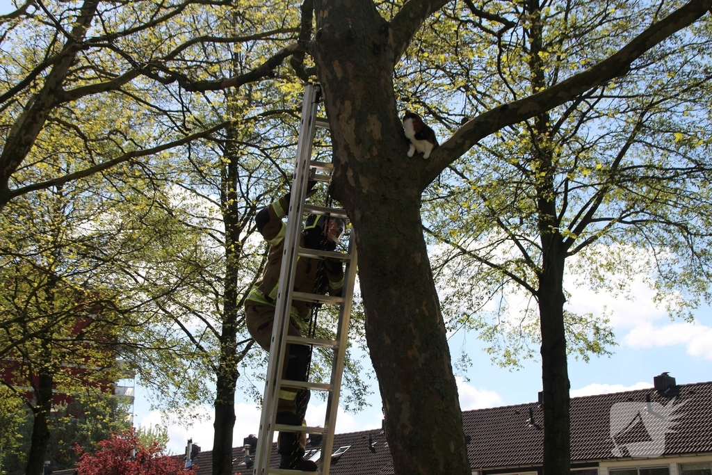 Dierenambulance en brandweer halen kat uit boom