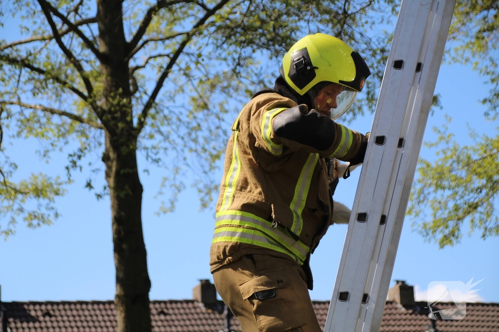 Dierenambulance en brandweer halen kat uit boom