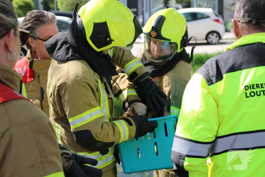 Dierenambulance en brandweer halen kat uit boom