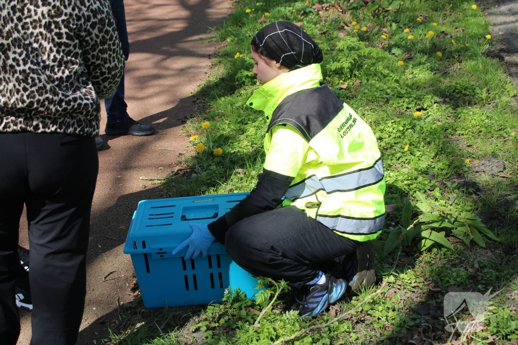 Dierenambulance en brandweer halen kat uit boom