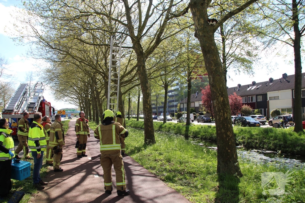 Dierenambulance en brandweer halen kat uit boom