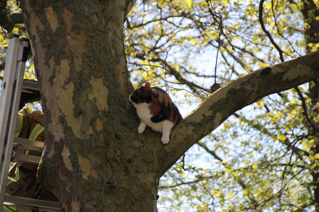 Dierenambulance en brandweer halen kat uit boom