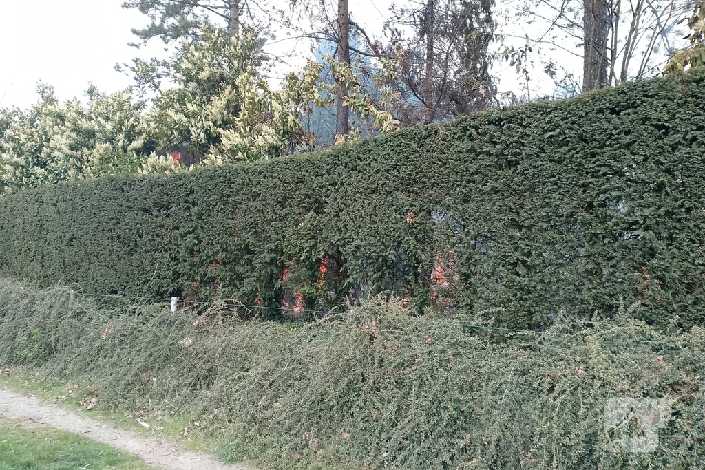 Grote coniferenhaag vliegt in brand