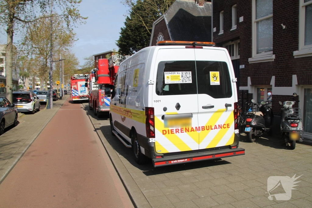 Brandweer redt neilganzen uit schoorsteen