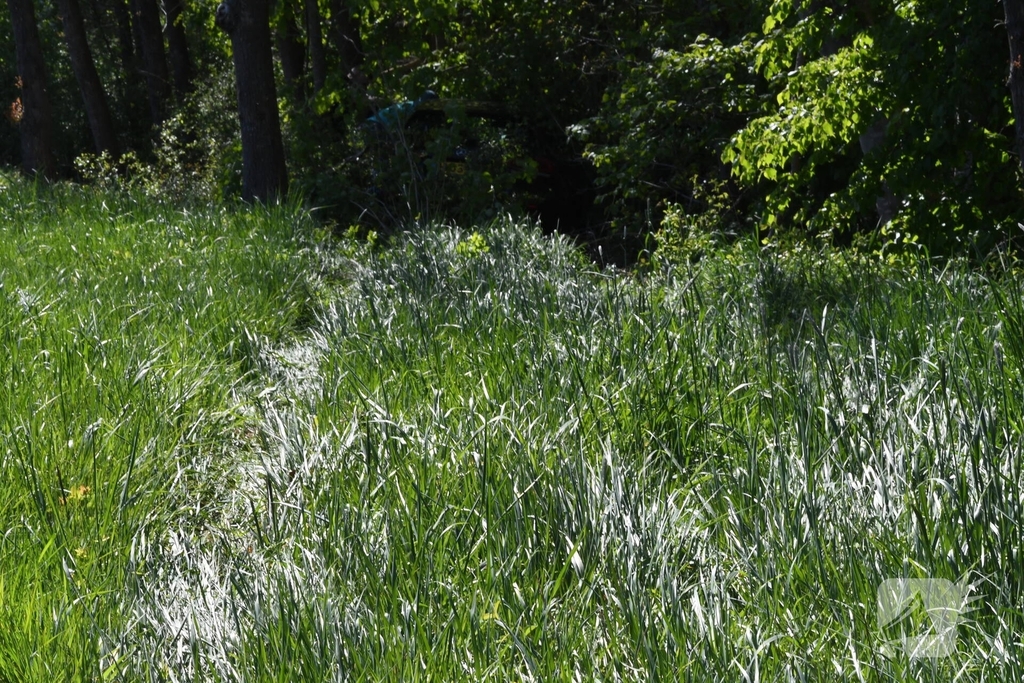 Bestuurster rakelings langs bomen bij ongeval