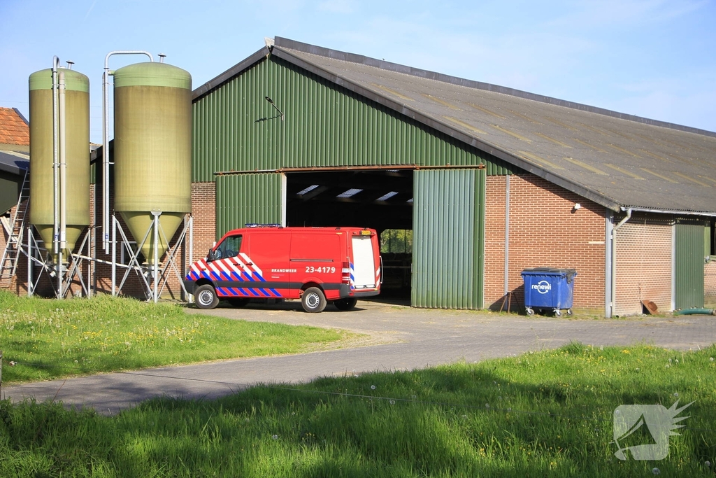 Brandweer helpt boer met koeien in problemen