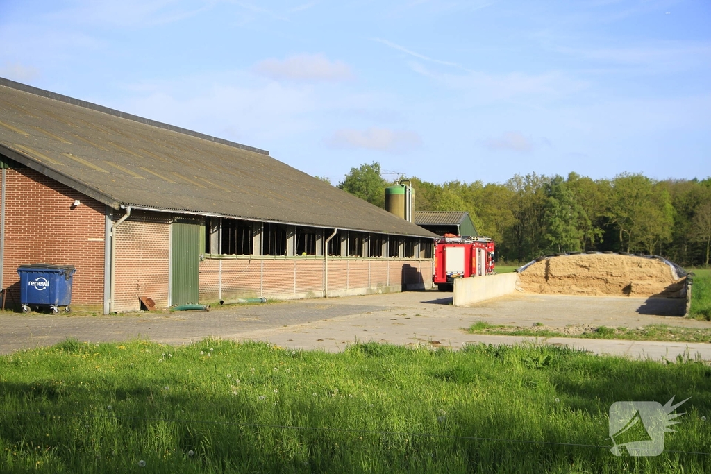 Brandweer helpt boer met koeien in problemen